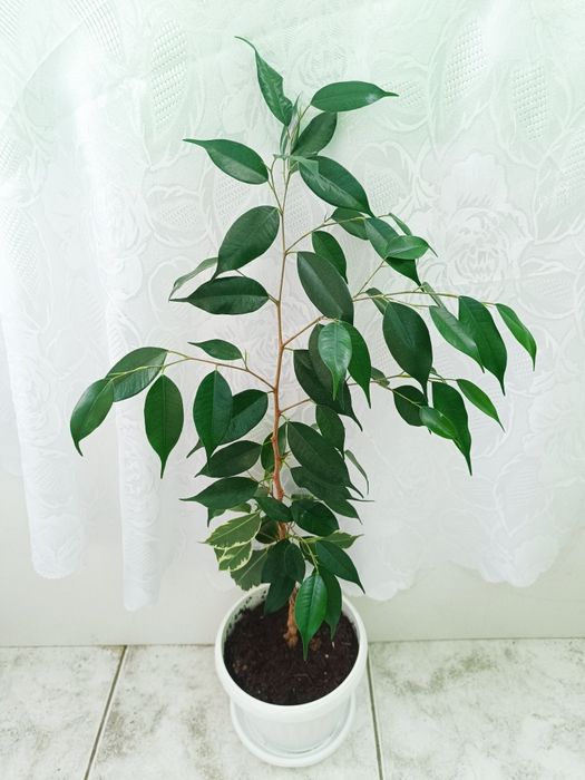 Аглаонема, Трилистник, Индрише, Дифенбахия, Бегония, Бенджамин, Епипре