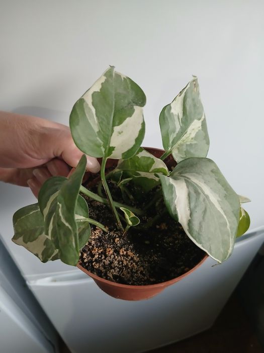 Продаётся сциндаптус Н джой