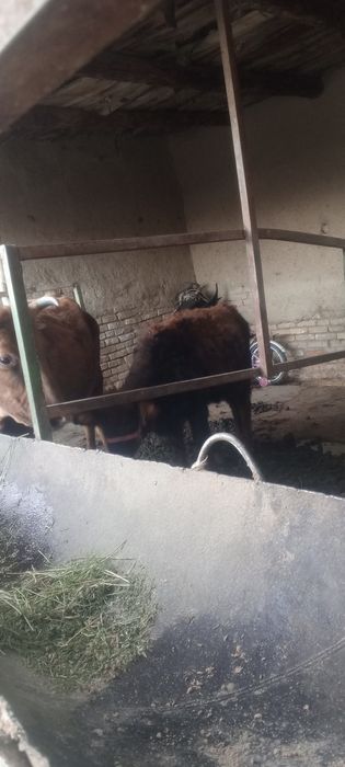 Ona bola sigir sotiladi bolasi gʻunojincha