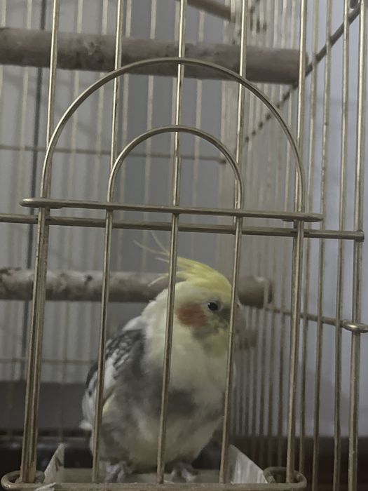 Глетка в подорок