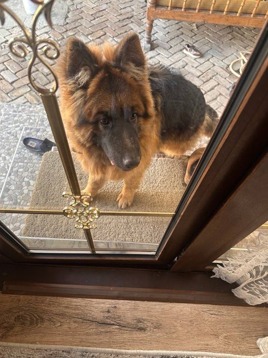 Немецкая овчарка чистакровный с паспортом