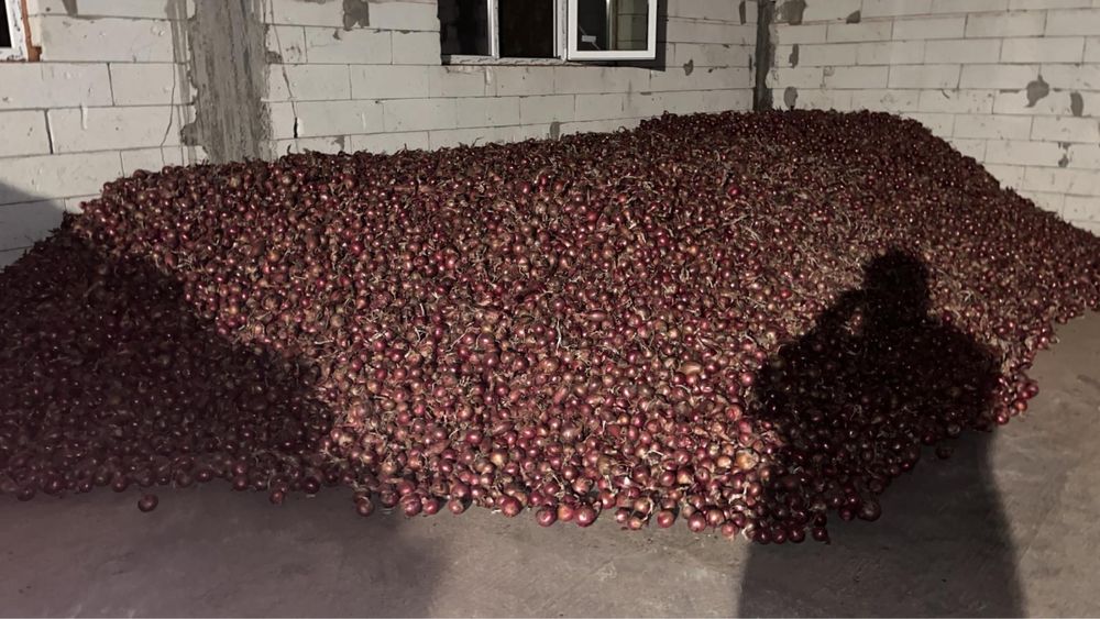 Van ceapa rosie din samanta rotunda