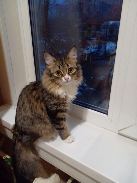 Отдам молодого котика в добрые руки