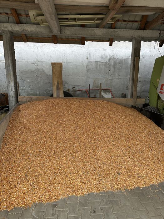 Vand porumb stiulete si boabe