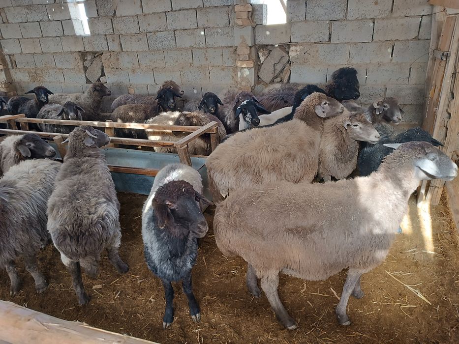 Қўй, эчки ва улоқлар сотилади. Боқилган