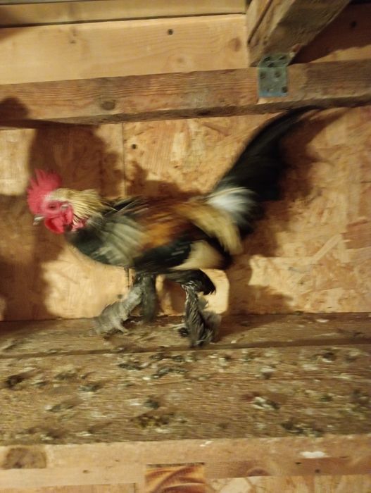 Păsări de vânzare