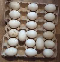 Яйцо индоутки на инкубацию