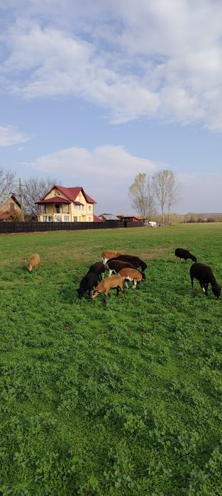 Vind oi de carne, preț ușor negociabil
