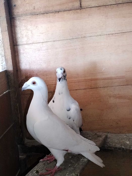 Porumbei voiajori stil vechi de vanzare