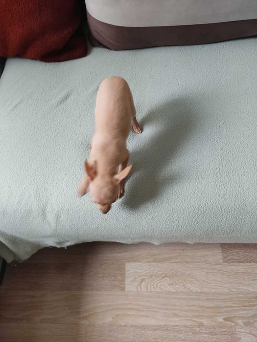 Продавам мини пинчер