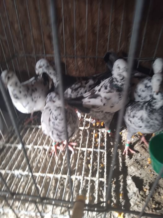 Porumbei germani de expozitie