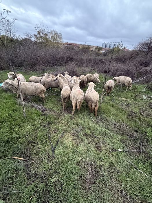 Oi gestante de vanzare