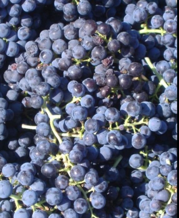 Vând struguri pentru vin, Merlot și Cabernet în Leorden