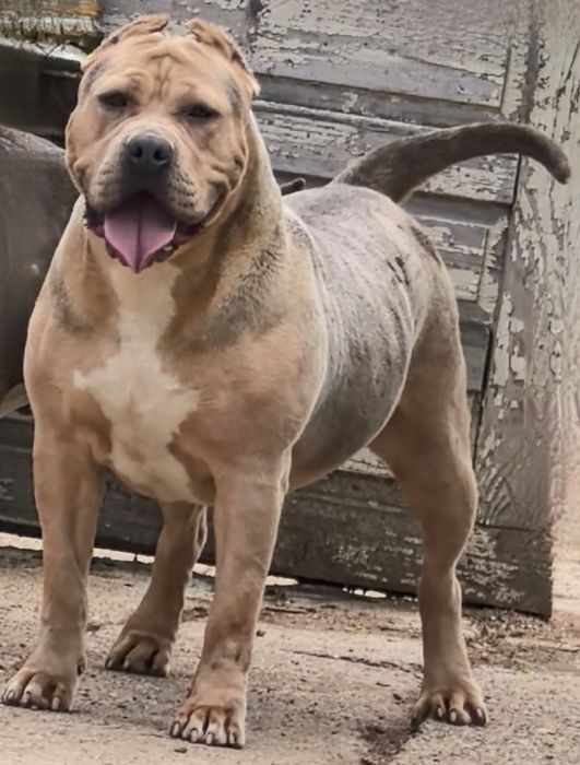 Американско Були ХЛ / American Bully XL  2 момчета и 2 момичета