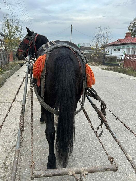 Vand cal vârstă 10 ani cuminte