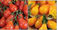 90 seminte tomate galben-portocaliu/ rosii - tip para - tomate cherry