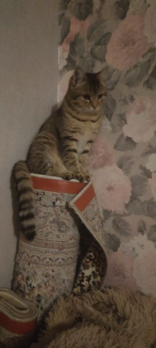 Отдам в хорошие добрые   руки