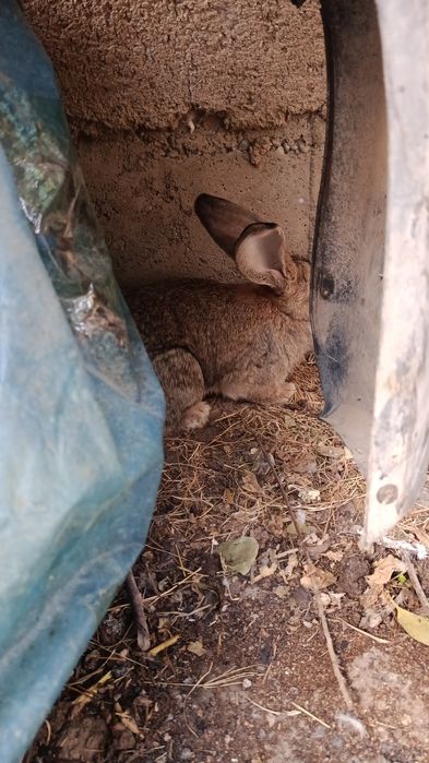 К, уйонлар сотилади