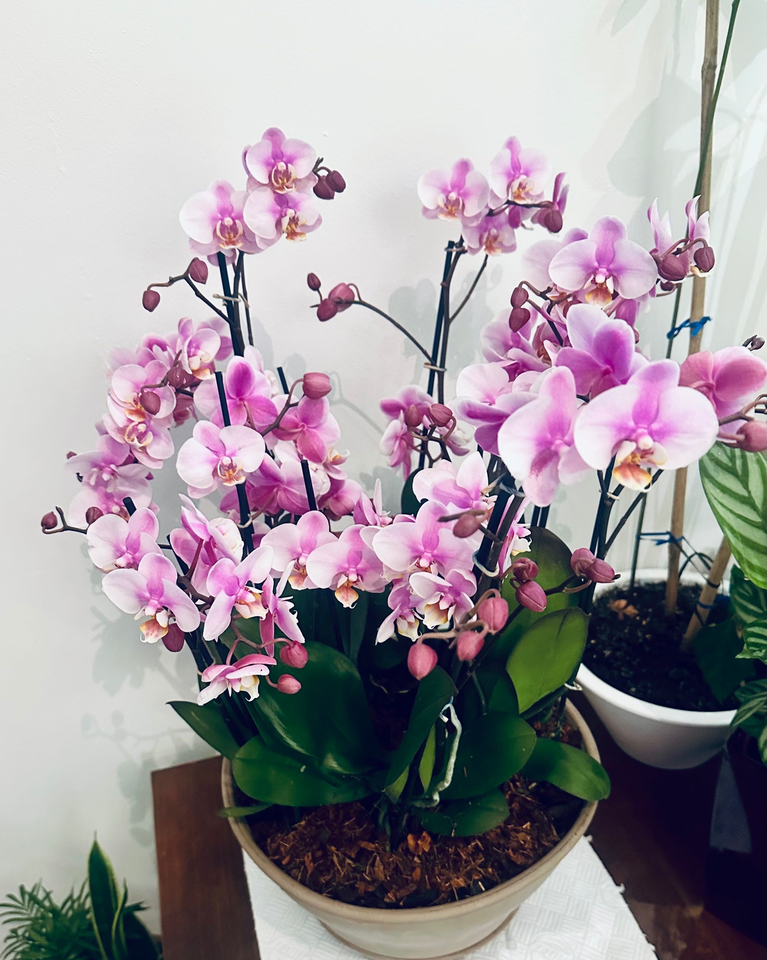 Orhidee deosebită , perfectă pentru spații mari și nu numai