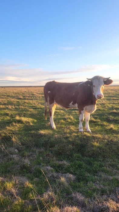 Vaca gestanta 5 luni