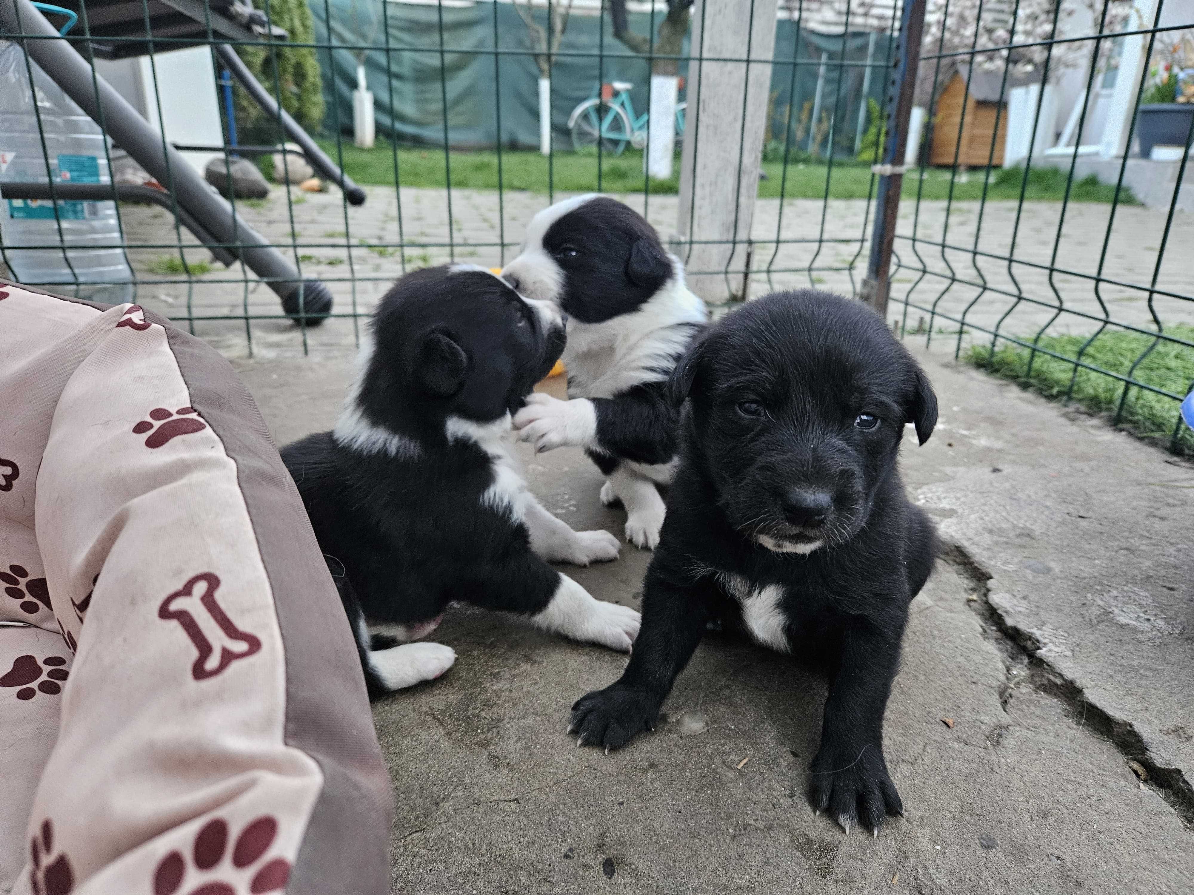Catei pentru adoptie Labrador metis