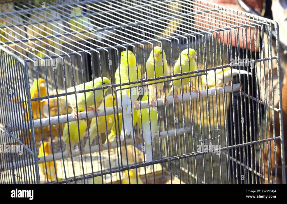 Пеещи канарчета мъжки и женски