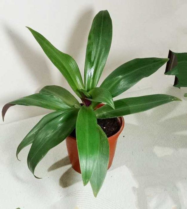 Продам. Рео. Красивое, эффектное растение, оберегом от злого глаза.