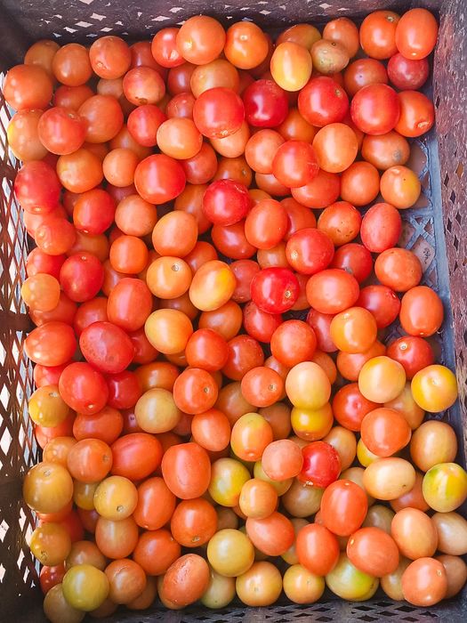 Продам Помидоры Черри