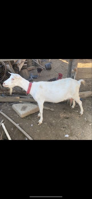 Capra sannen  foarte buna de lapte