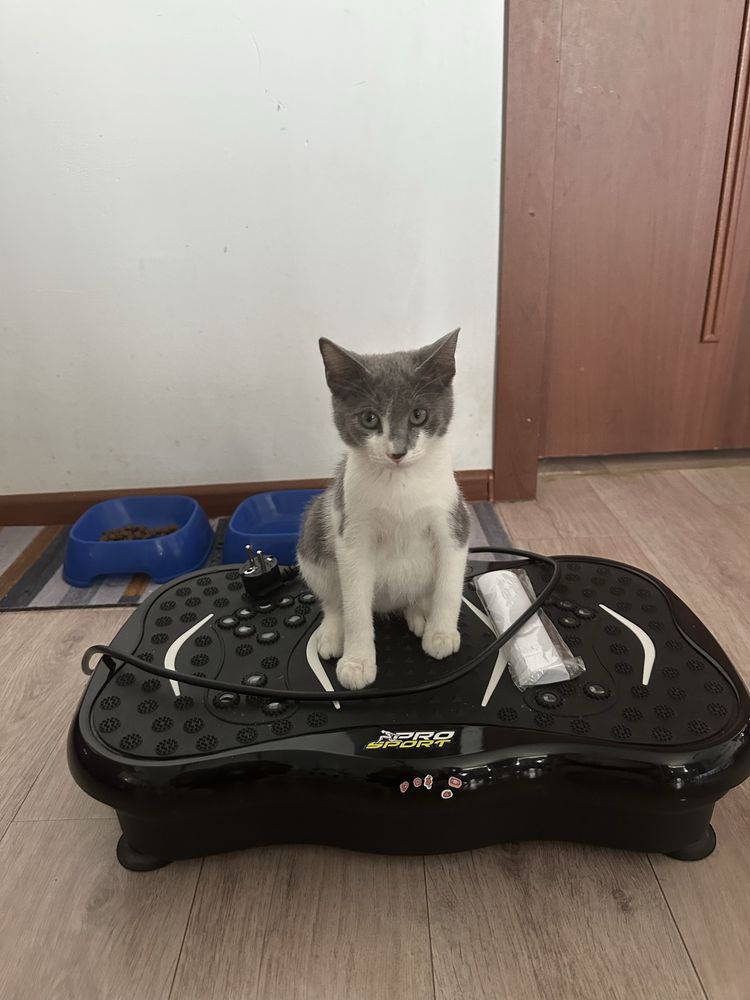 Отдам котенка девочку