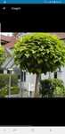 Vindem catalpa calitate