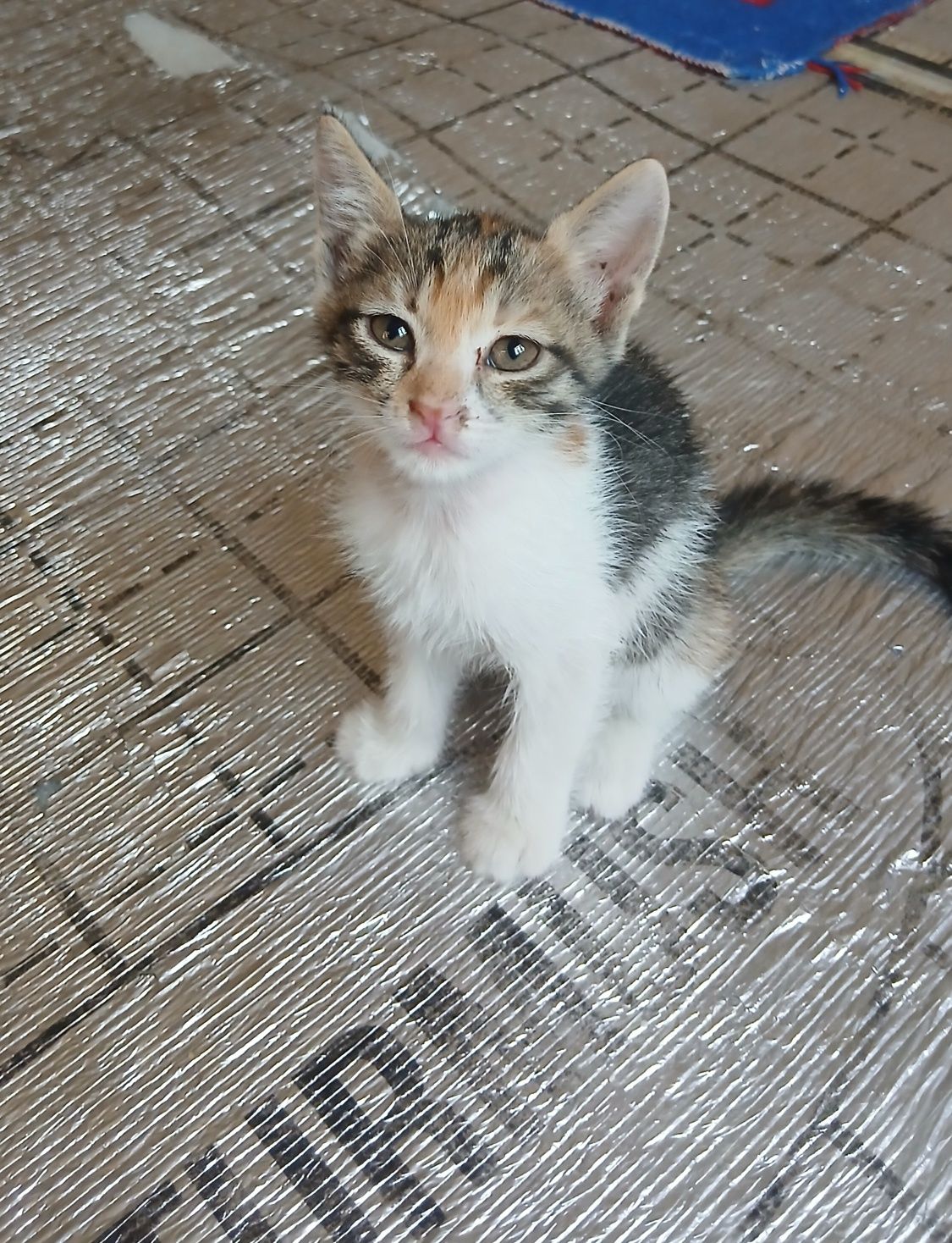 Котята, Мушукчалар.