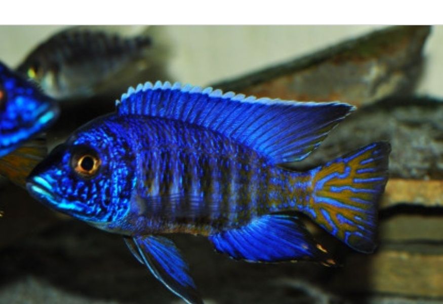 Aulonocara blue electra