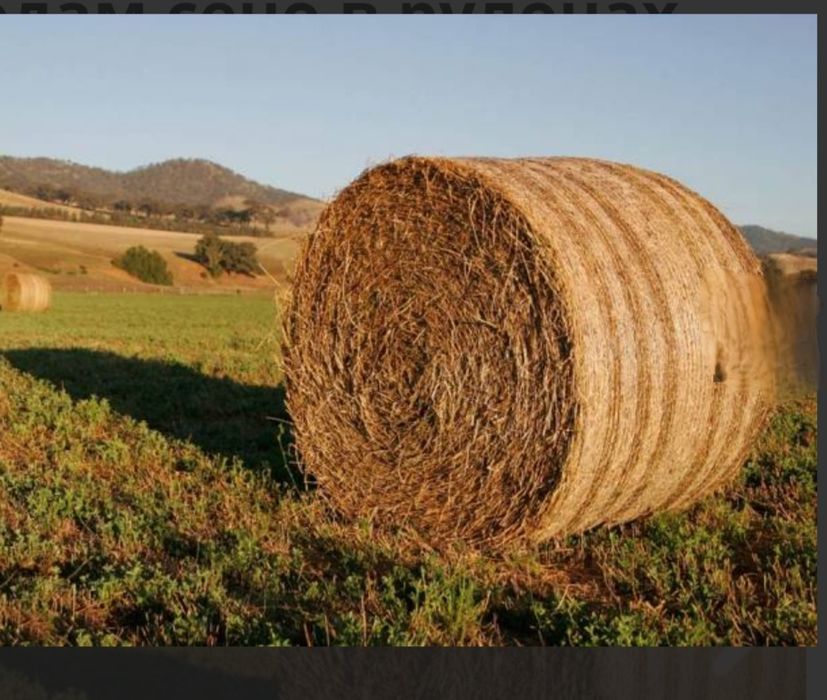 Продам суданское сено