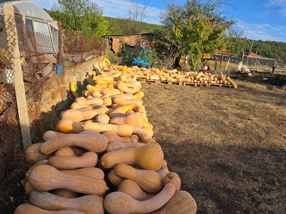 Тикви цигулки в село Лешниково