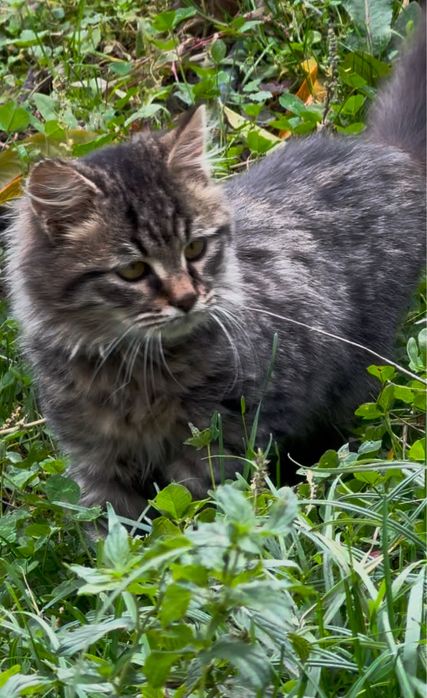 Котенце търсещо дом