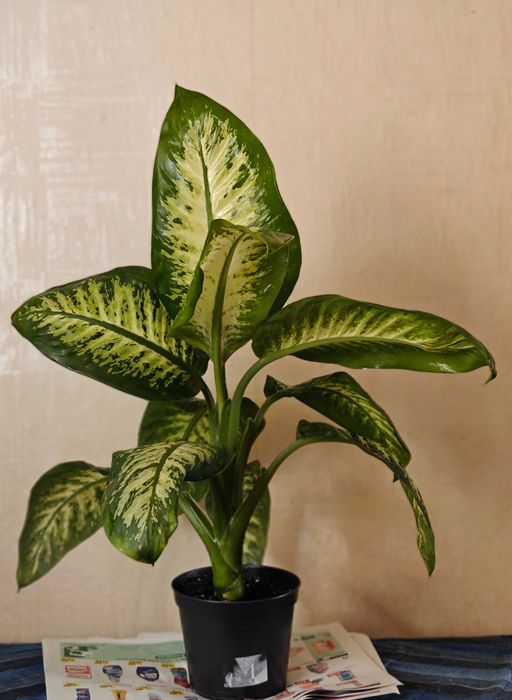 Диффенбахия. Комнатное растение.