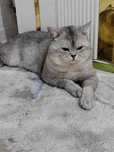 Mramorniy shinshila toza qon