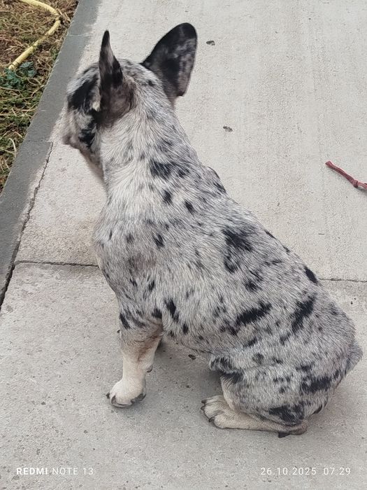 Френски булдог мъжко и женско