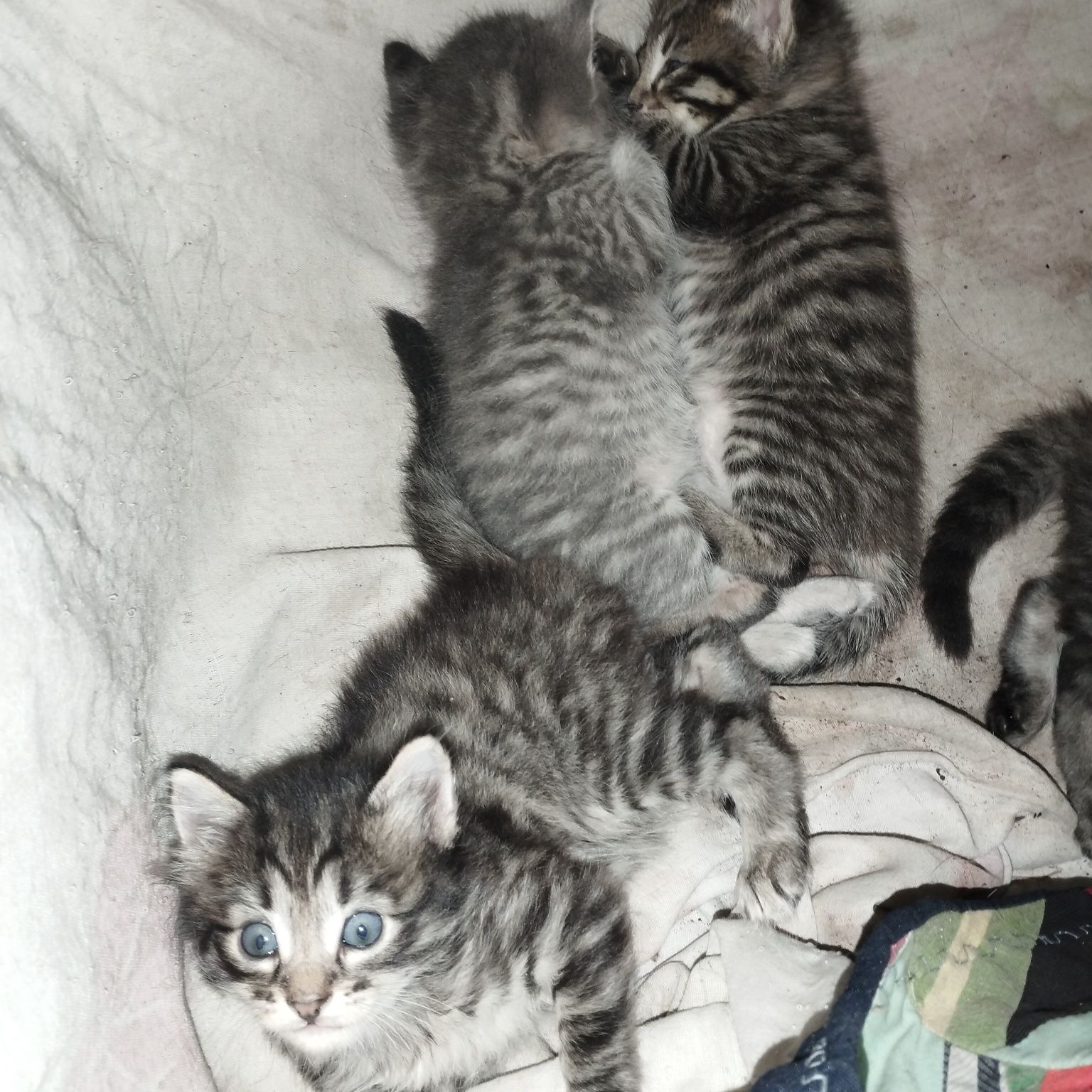 Котята.Две девочки,два мальчика