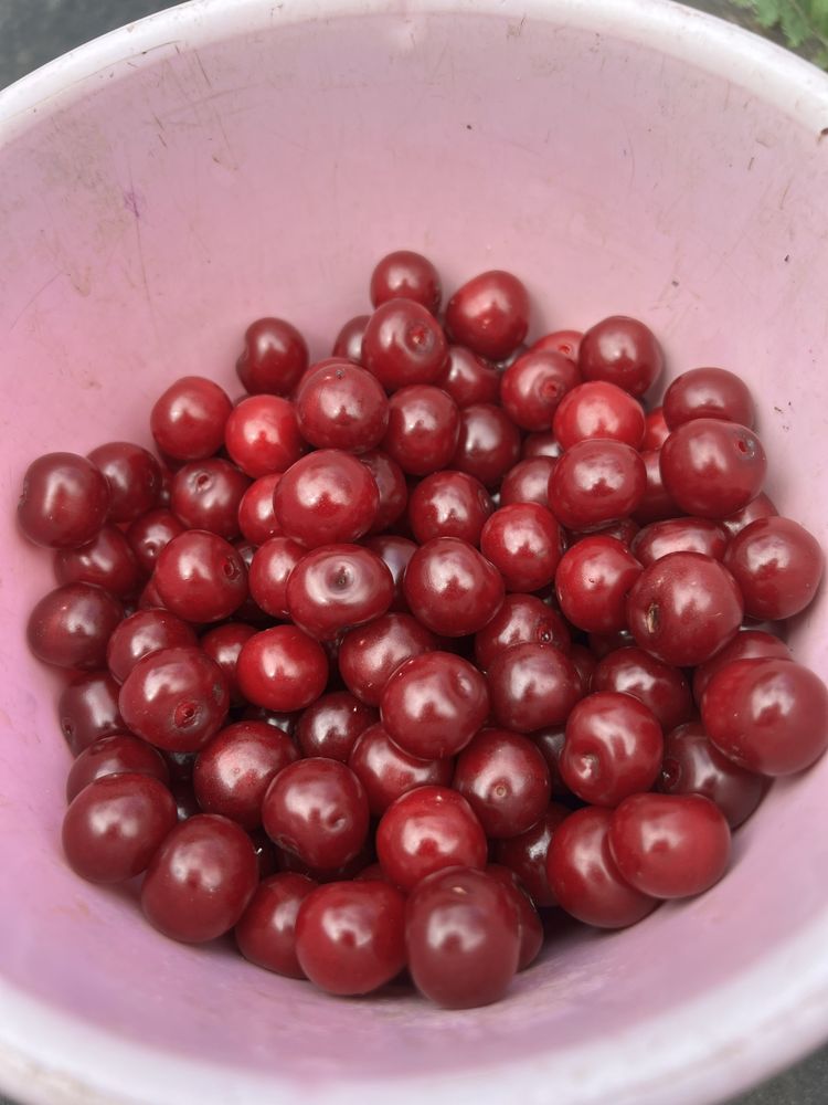 Продам вишню домашнюю