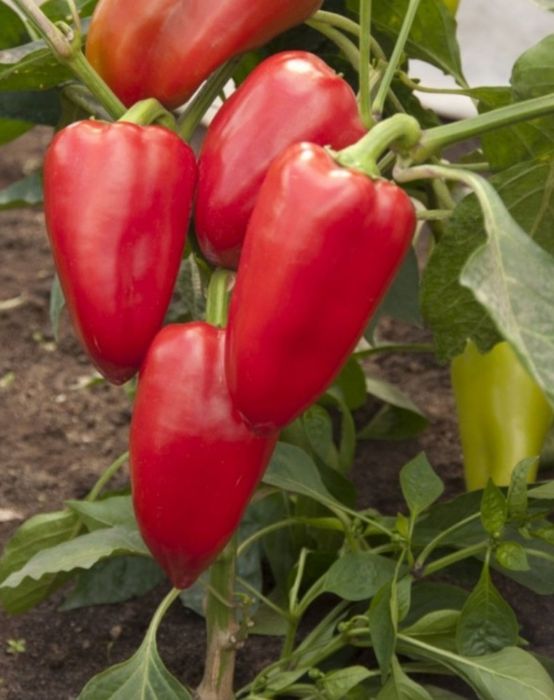 Профессиональные семена овощей