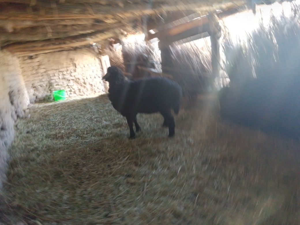 Qo'zi sotiladi, arabi, Yangibozor tumani