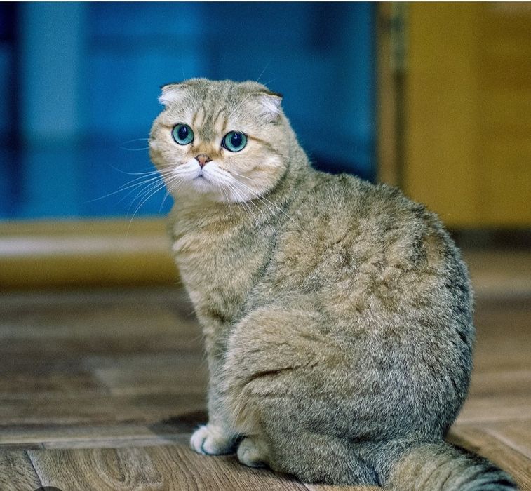 Продаю Шотландскую вислоухую кошечку возраст один годик.