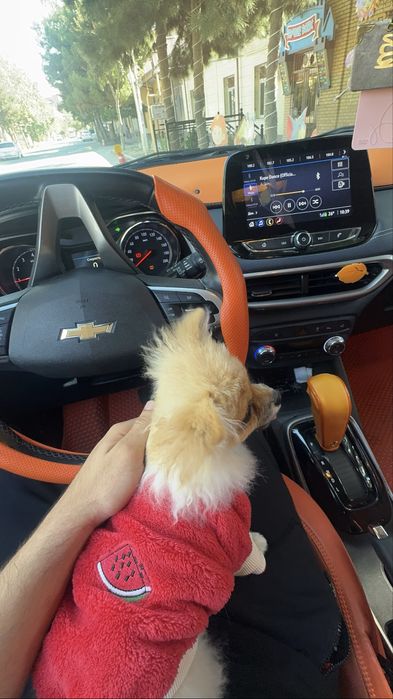 Помиранский щпиц