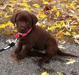 Labrador  retriever  fetiță    1000 lei