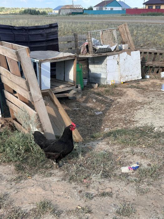 Продаются  домашние куры