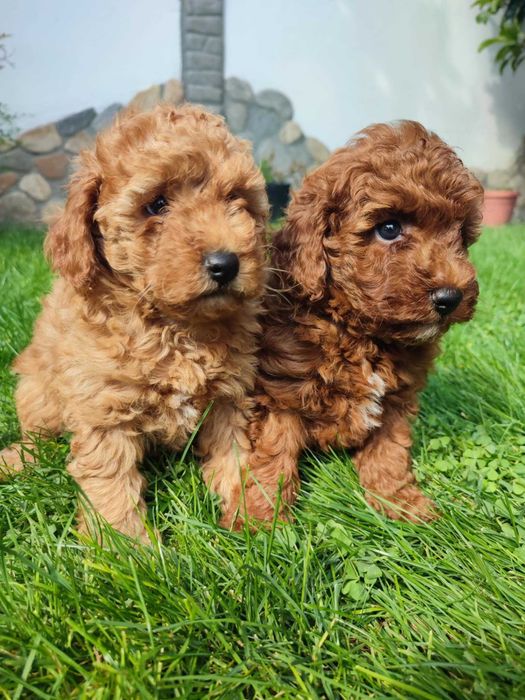 Мини Пудел/Mini Poodle