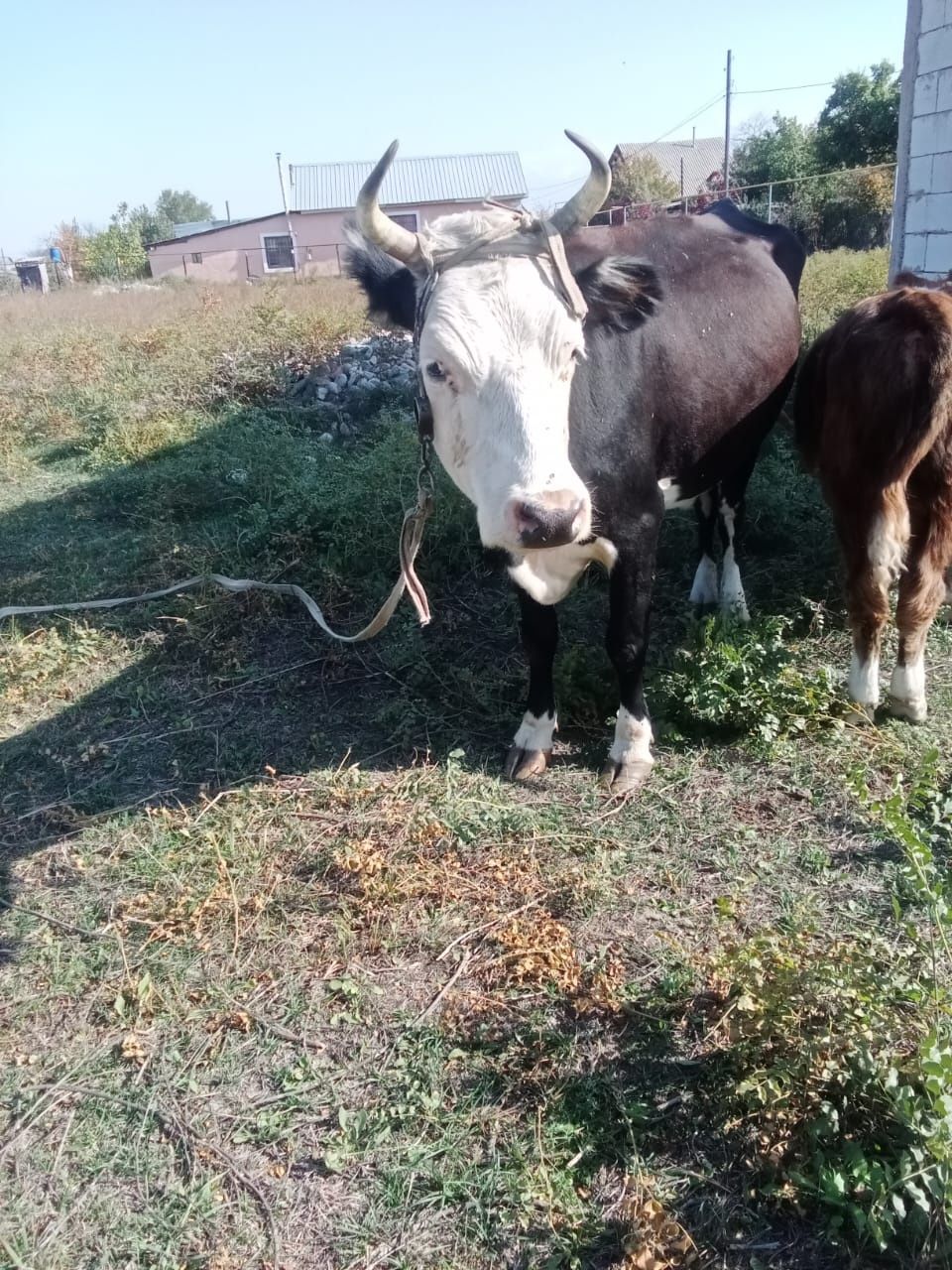 Сиыр, келисим бар