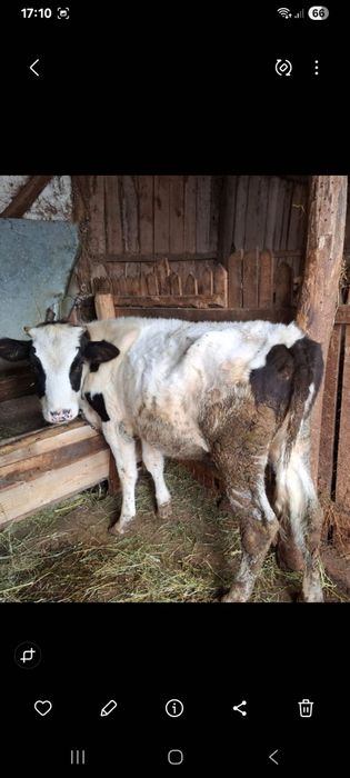 Vand vitea holstein sa shimb cu oi